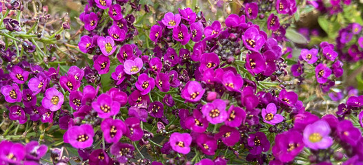 Lobularia maritima or Sweet alyssum purple flowers as a nature background for design.Selective focus.