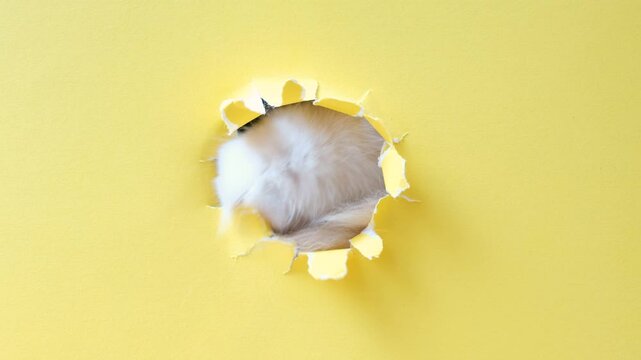 Fluffy striped cat paws peeking out of round hole in torn yellow paper close-up.