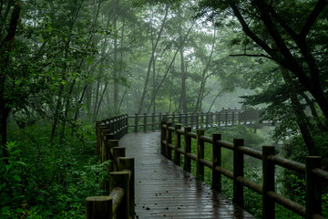 Obraz premium 日本の長野県にある上高地の散歩道