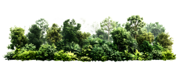 PNG Green forest vegetation landscape scenery.