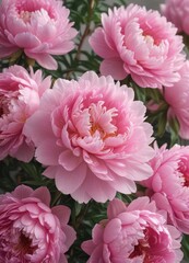Close-up of densely packed pink peonies, soft background , spring, bloom, delicate