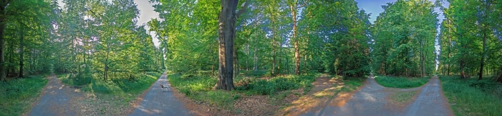 Obraz premium Panoramic forest path with green trees and sunlight