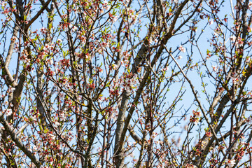 Almond tree flowers close up. Blurry background with branches. Waiting for spring. Selective focus.