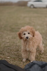 Adorable Poodle Enjoying Fall – Autumn Pet Portrait