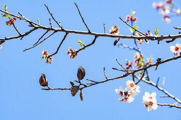 Delicate white and pink flowers herald the arrival of spring. Almond blossoms. Magnificent branch of blossoming almonds against clear blue sky. Early spring in Israel.