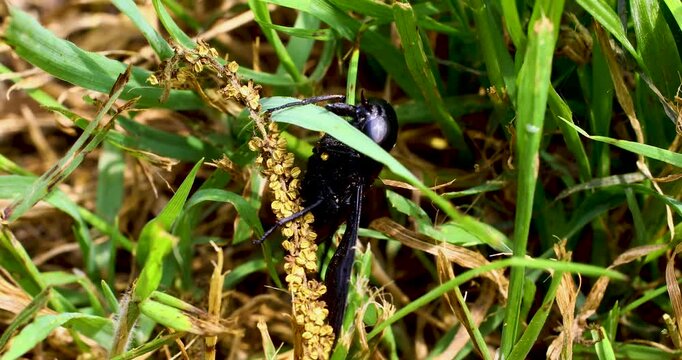 Static macro video of Black Horse Fly (Tabanus atratus)