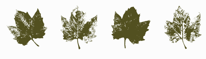 Natural Platanus leaves imprint, Grunge style, Vector, Isolated, Decorative elements for design	