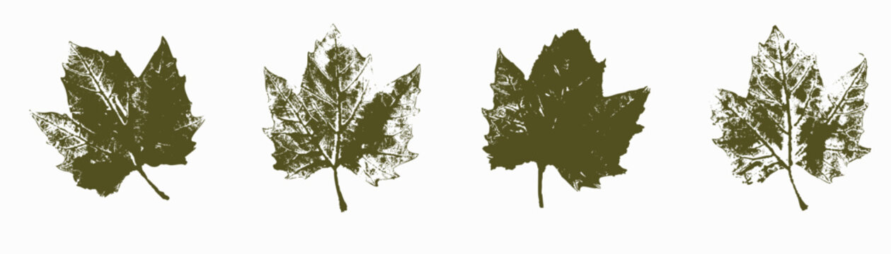 Natural Platanus leaves imprint, Grunge style, Vector, Isolated, Decorative elements for design	