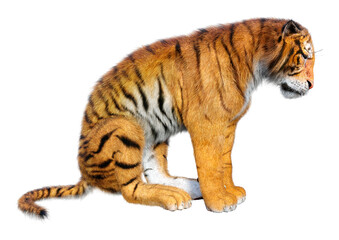 3D Rendering Big Cat Tiger on White
