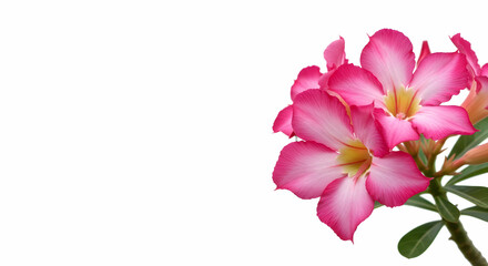 Adenium obesum, Desert rose, Impala lily, Pink Adenium Obesum Flowers on White Background