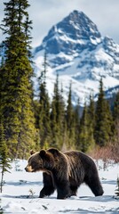 Majestic grizzly bear in snowy mountain wilderness