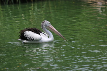 Pelicans swimming in a clean lake with green water
