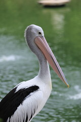 Close Up pelicans sunbathing in the sun