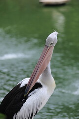 Close Up pelicans sunbathing in the sun