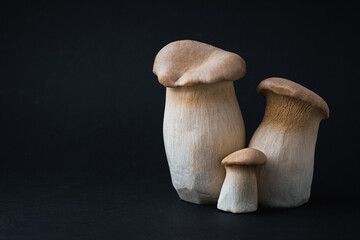 Raw pleurotus eryngii mushrooms isolated on the black background. Close up detailed shot of Fresh...