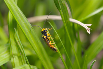 獲物を求めて狩りをするかわいい黄色と黒のヒラタハバチ科の蜂（自然環境下マクロ撮影）