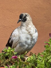 A pigeon in a Greek city, perched against a backdrop of traditional architecture and sunlit stone streets. A quiet moment of urban wildlife amid Mediterranean charm.