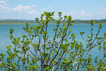 Fig tree in spring. Leaves on fig tree branches. The fig tree sprouts in spring. In early spring, green raw fruits and leaves of a fig tree grow on a branch.Tacir Village Iznik Bursa T&uuml;rkiye.