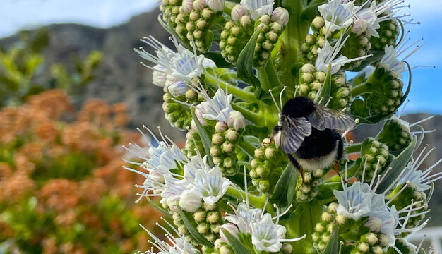 Echium simplex or White Tower of Jewells plant with beautiful flowers endemic to Tenerife on a blurred mountain background.Selective focus.