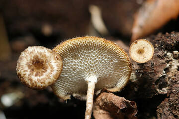 雑木林の中、落葉土壌に大小のアミスギタケ（カサ・ヒダ自然環境下マクロ撮影）