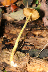 柄の細長い黄色いキノコ・オキナタケ裏ヒダと柄写真（自然環境下ストロボマクロ撮影）