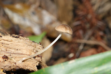 ベージュ色の小さくてスリムなハラタケ目キノコが1本朽ち枝に生える（自然環境下ストロボマクロ撮影）