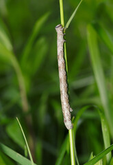 草地の中に灰色のシャクガ科蛾の幼虫（自然環境下マクロ撮影）