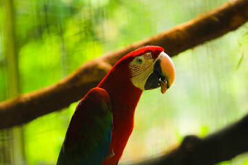 a parrot eating peanuts on a tree trunk
