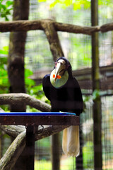 Wreathed hornbills eating papaya fruit
