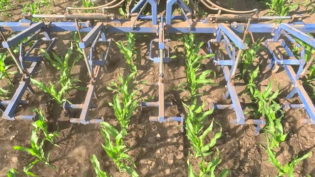 The tractor with interrow cultivator in corn field for mechanical weed control between the plant rows, slow motion. Spring day landscape, rural scene, close up