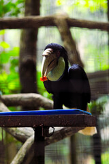 Wreathed hornbills eating papaya fruit