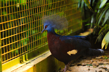Scheepmaker crowned pigeon walking on the ground