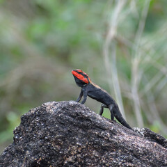 A vibrant red-headed agama lizard perched on a rock in a natural habitat, showcasing its striking...