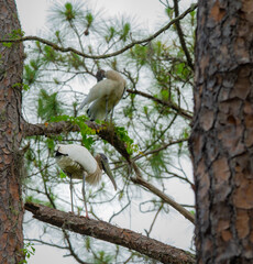 Two wood storks preening high in the trees in Highlands Hammock State Park in Florida