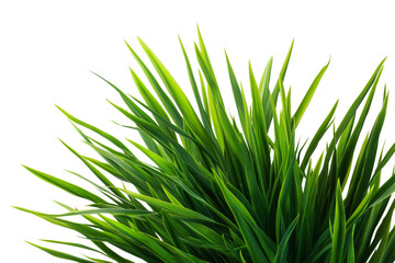 Obraz premium vibrant bunch of fresh green grass isolated on white background