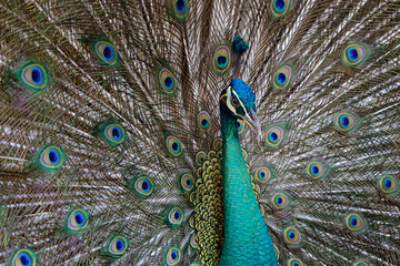 Obraz premium Portrait of beautiful peacock with feathers out. Javan Green Peafowl