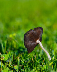 Underside of a mushroom growing in a yard, showing the gills and dark color of a mushroom that is well on its way to full maturity