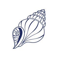 seashell vector illustration