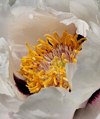 Tree Peony in flower close up. Pink peony flowers growing in the garden, floral background. Beautiful large white tree peony flower. Blooming Tree peony flower with large white petals, yellow stamens 
