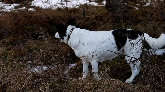 Village stray dog in a collar, winter.