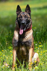 A Belgian Malinois playing in a green meadow in spring. This elegant Belgian Malinois stands tall and proud, showing off his muscular physique and sharp gaze.