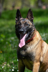 A Belgian Malinois playing in a green meadow in spring. This elegant Belgian Malinois stands tall and proud, showing off his muscular physique and sharp gaze.