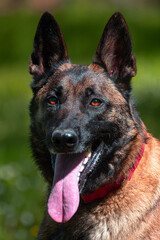 A Belgian Malinois playing in a green meadow in spring. This elegant Belgian Malinois stands tall and proud, showing off his muscular physique and sharp gaze.