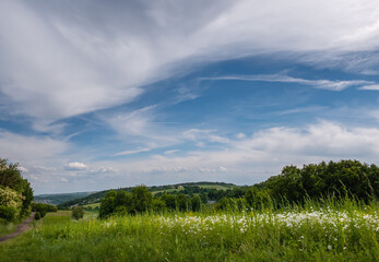 Blühende Margeriten Felder am oberen Rotenberg auf Ockershausen hin