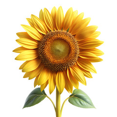 Naklejka premium 3d sunflower isolated on Transparent background