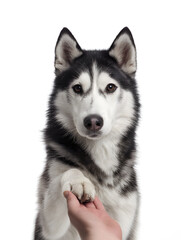Obraz premium Siberian Husky extends paw to a person, showcasing trust and friendship in a bright indoor setting