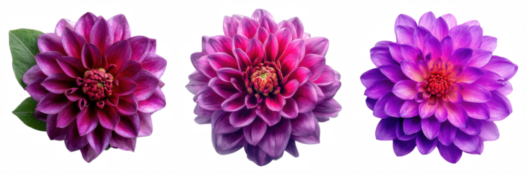 Realistic Purple Dahlia Flower with Soft Gradient Petals on Transparent Backgroun