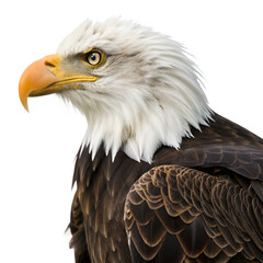 Obraz premium Majestic bald eagle profile isolated on transparent background