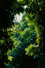 Under the canopy. Looking up through a dense layer of green leaves as sunlight streams down. Evokes a feeling of peace and immersion in nature, ideal for backgrounds or thematic content.