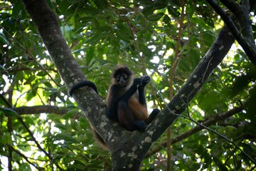 Monkey in a Tropical Forest